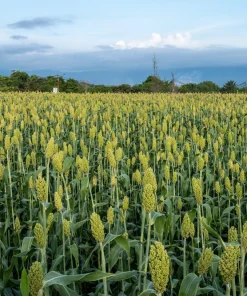 Mennonite Sorghum Seeds - 50 Count Heirloom Sugar Cane Grain Vegetable - Image 3