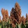 Mennonite Sorghum Seeds - 50 Count Heirloom Sugar Cane Grain Vegetable - Image 1