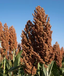 Mennonite Sorghum Seeds - 50 Count Heirloom Sugar Cane Grain Vegetable - Image 1