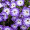 Merlin Blue Moon Petunia Seeds – 10 Annual Flower Seeds – Bicolor Blooms - Image 1