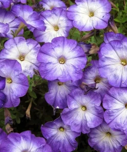 Merlin Blue Moon Petunia Seeds – 10 Annual Flower Seeds – Bicolor Blooms - Image 1