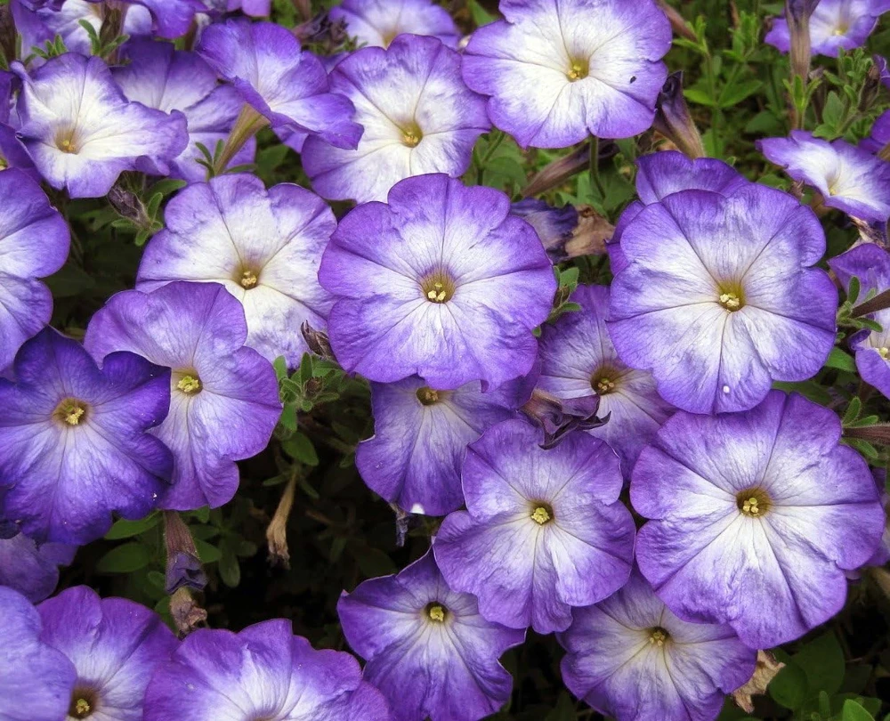 Merlin Blue Moon Petunia Seeds – 10 Annual Flower Seeds – Bicolor Blooms - Image 1