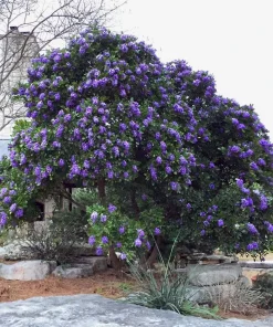 Mescal Bean Tree Seeds - Sophora secundiflora - 10 Seeds - Fragrant Flowers - Image 2
