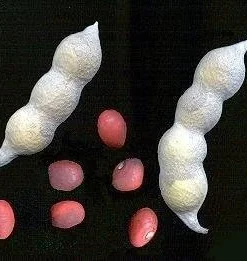 Mescal Bean Tree Seeds - Sophora secundiflora - 10 Seeds - Fragrant Flowers - Image 3