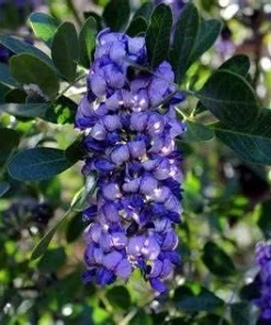 Mescal Bean Tree Seeds - Sophora secundiflora - 10 Seeds - Fragrant Flowers - Image 4