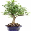 Mescal Bean Tree Seeds - Sophora secundiflora - 10 Seeds - Fragrant Flowers - Image 1