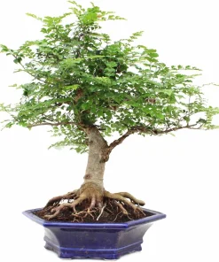 Mescal Bean Tree Seeds - Sophora secundiflora - 10 Seeds - Fragrant Flowers - Image 1