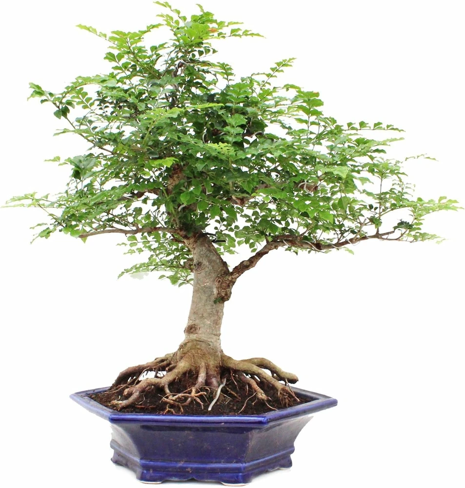 Mescal Bean Tree Seeds - Sophora secundiflora - 10 Seeds - Fragrant Flowers - Image 1