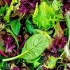 Mesclun Mix Lettuce Seeds - High Yielding Heirloom Non-GMO Annual Vegetable - Image 1