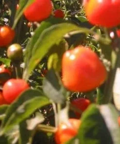 Mexibell Improved Pepper Seeds - 10 Count Hot Pepper Seeds for Planting - Image 1