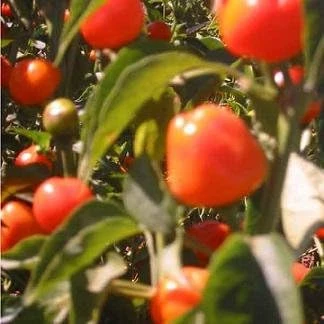 Mexibell Improved Pepper Seeds - 10 Count Hot Pepper Seeds for Planting - Image 1