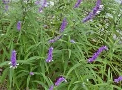 Mexican Bush Sage Live Plant – Salvia leucantha Perennial – 1 Gallon Pot – Outdoor - Image 2