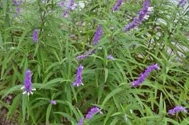 Mexican Bush Sage Live Plant – Salvia leucantha Perennial – 1 Gallon Pot – Outdoor - Image 2