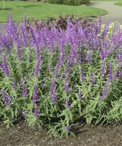 Mexican Bush Sage Live Plant – Salvia leucantha Perennial – 1 Gallon Pot – Outdoor - Image 3
