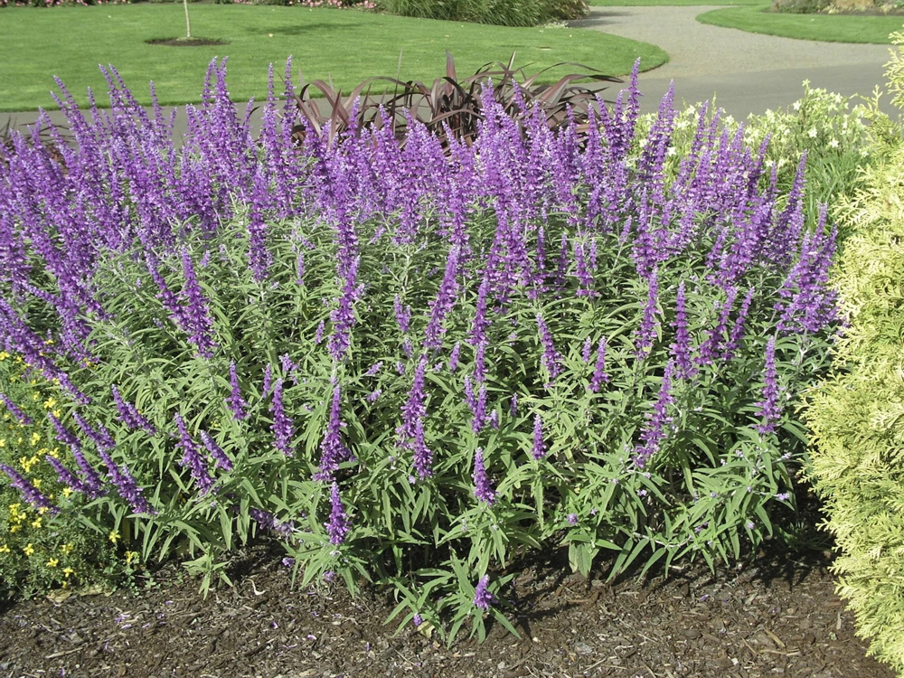 Mexican Bush Sage Live Plant – Salvia leucantha Perennial – 1 Gallon Pot – Outdoor - Image 3