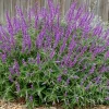 Mexican Bush Sage Live Plant – Salvia leucantha Perennial – 1 Gallon Pot – Outdoor - Image 1