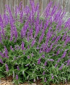 Mexican Bush Sage Live Plant – Salvia leucantha Perennial – 1 Gallon Pot – Outdoor - Image 1