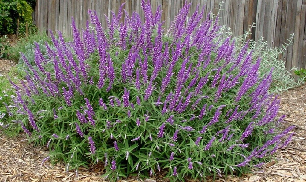 Mexican Bush Sage Live Plant – Salvia leucantha Perennial – 1 Gallon Pot – Outdoor - Image 1