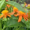 Mexican Flame Vine Live Plant - Senecio confusus Orange Flowering Vine - 1 Gallon Pot - Outdoor - Image 1