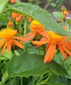 Mexican Flame Vine Live Plant - Senecio confusus Orange Flowering Vine - 1 Gallon Pot - Outdoor - Image 1