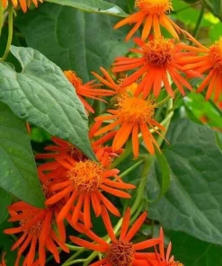 Mexican Flame Vine Live Plant - Senecio confusus Orange Flowering Vine - 1 Gallon Pot - Outdoor - Image 2