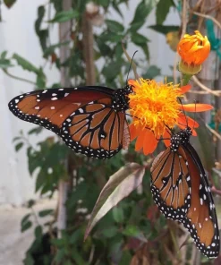 Mexican Flame Vine Live Plant - Senecio confusus Orange Flowering Vine - 1 Gallon Pot - Outdoor - Image 3