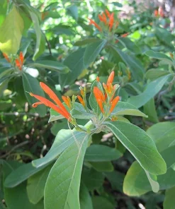 Mexican Honeysuckle Live Plant - Justicia Spicigera Orange Shrub 1 Gallon Pot - Image 2