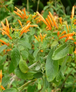 Mexican Honeysuckle Live Plant - Justicia Spicigera Orange Shrub 1 Gallon Pot - Image 3