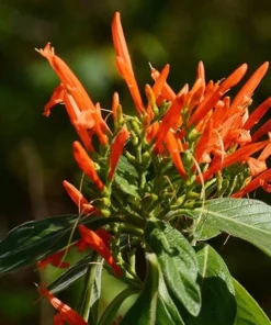 Mexican Honeysuckle Live Plant - Justicia spicigera Orange Shrub - 4 Inch Pot - Image 1