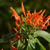 Mexican Honeysuckle Live Plant - Justicia Spicigera Orange Shrub 1 Gallon Pot - Image 1