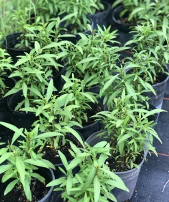 Mexican Mint Marigold Live Plant, Tagetes lucida Herb, Perennial, 1 Gallon Pot - Image 2