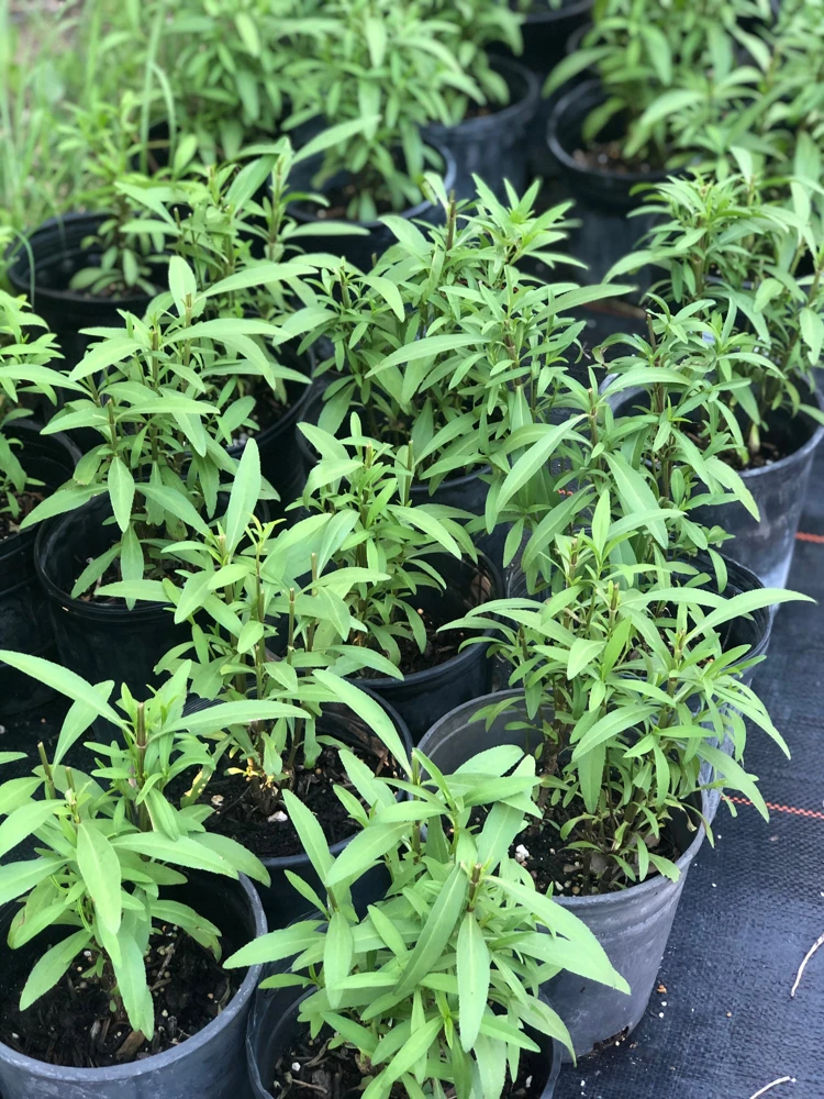 Mexican Mint Marigold Live Plant, Tagetes lucida Herb, Perennial, 1 Gallon Pot - Image 2