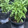 Mexican Mint Marigold Live Plant, Tagetes lucida Herb, Perennial, 1 Gallon Pot - Image 1