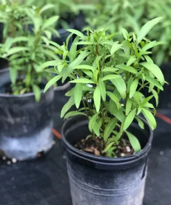 Mexican Mint Marigold Live Plant, Tagetes lucida Herb, Perennial, 1 Gallon Pot - Image 1