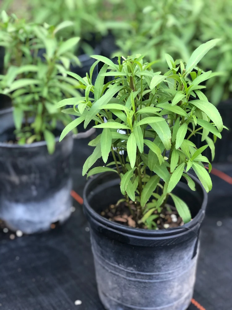 Mexican Mint Marigold Live Plant, Tagetes lucida Herb, Perennial, 1 Gallon Pot - Image 1