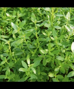 Mexican Oregano Live Plant – Culinary Herb – 4 Inch Pot – Lippia graveolens - Image 2