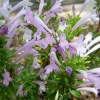 Mexican Oregano Live Plant – Culinary Herb – 4 Inch Pot – Lippia graveolens - Image 1