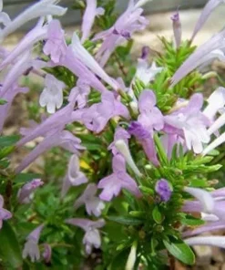 Mexican Oregano Live Plant – Culinary Herb – 4 Inch Pot – Lippia graveolens - Image 1