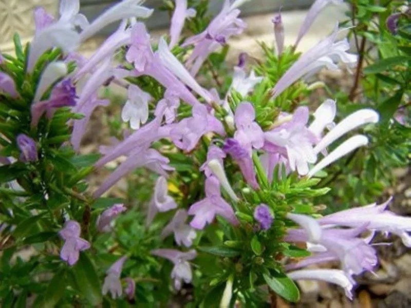 Mexican Oregano Live Plant – Culinary Herb – 4 Inch Pot – Lippia graveolens - Image 1