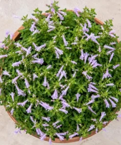 Mexican Oregano Live Plant - Lippia graveolens Herb, 4-6 Inch Tall, Culinary - Image 2