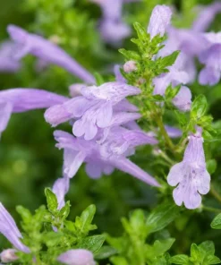 Mexican Oregano Live Plant - Lippia graveolens Herb, 4-6 Inch Tall, Culinary - Image 3