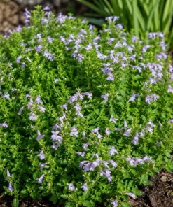 Mexican Oregano Live Plant - Lippia graveolens Herb, 4-6 Inch Tall, Culinary - Image 4