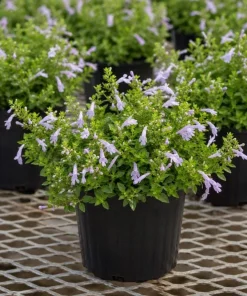 Mexican Oregano Live Plant - Lippia graveolens Herb, 4-6 Inch Tall, Culinary - Image 5