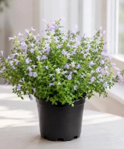 Mexican Oregano Live Plant - Lippia graveolens Herb, 4-6 Inch Tall, Culinary - Image 6