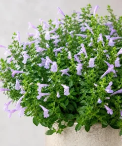 Mexican Oregano Live Plant - Lippia graveolens Herb, 4-6 Inch Tall, Culinary - Image 7