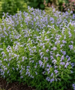 Mexican Oregano Live Plant - Lippia graveolens Herb, 4-6 Inch Tall, Culinary - Image 8