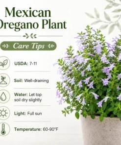 Mexican Oregano Live Plant - Lippia graveolens Herb, 4-6 Inch Tall, Culinary - Image 9