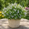 Mexican Oregano Live Plant - Lippia graveolens Herb, 4-6 Inch Tall, Culinary - Image 1