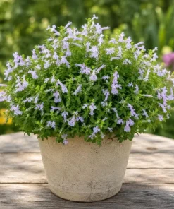 Mexican Oregano Live Plant - Lippia graveolens Herb, 4-6 Inch Tall, Culinary - Image 1