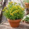 Mexican Tarragon Live Plant - Sweet Herb, Tropical Herb, 4-6 Inch Tall - Image 1
